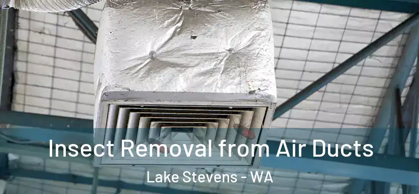 Insect Removal from Air Ducts Lake Stevens - WA